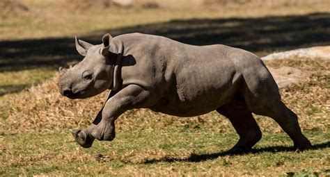 Black Rhinos Running